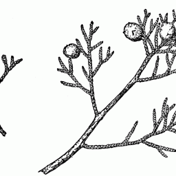 Ethnobotany & Cosmology