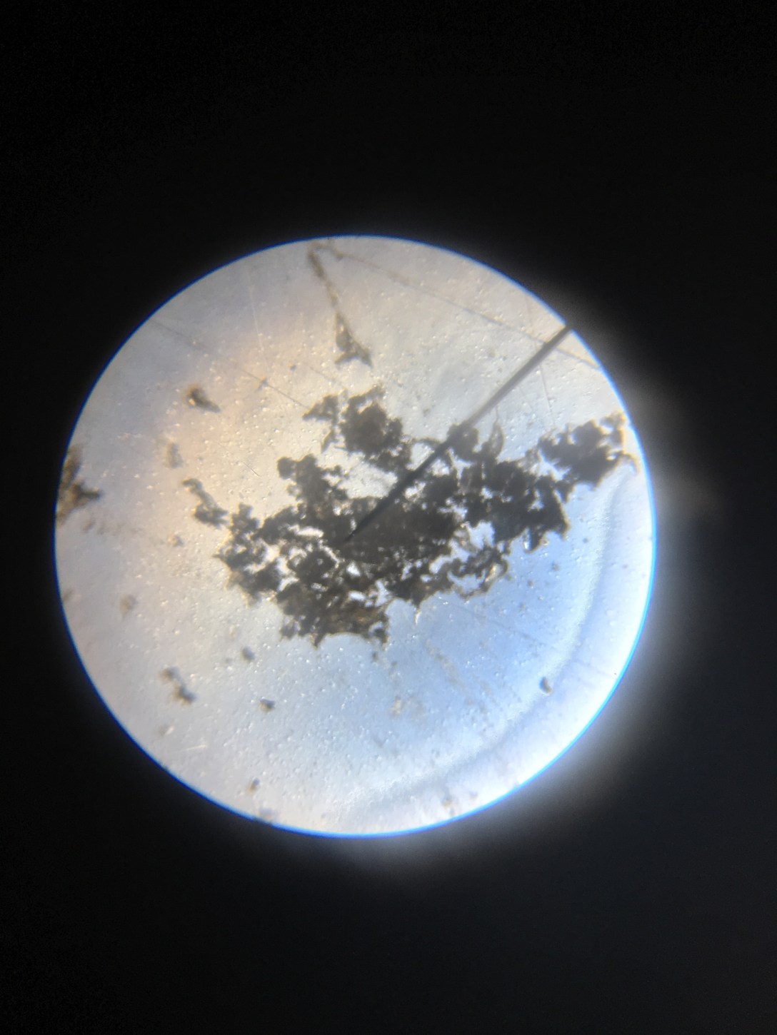 Juniper California conifer 