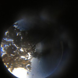 Micro-Mamoon: Juniper Berry