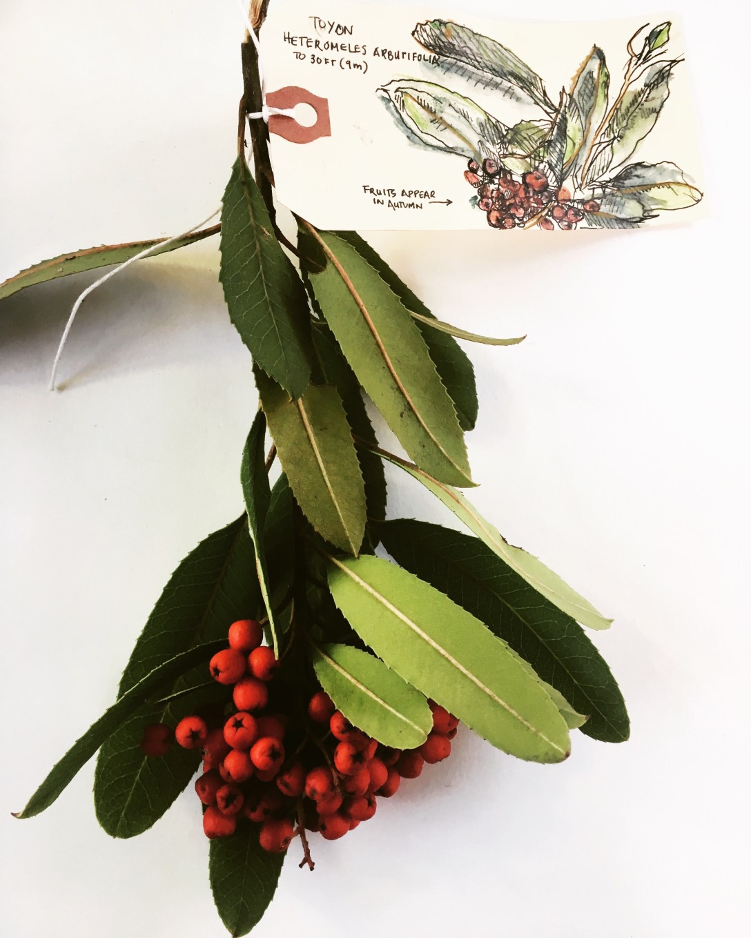 A study of the Ancient use of toyon and its berries @thehorseandcrow