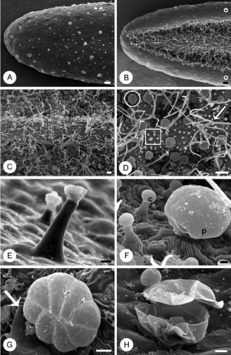 figure-2-leaf-surface-of-rosmarinus-officinalis-imaged-by-scanning-electron-microscopy