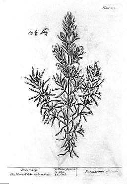 image_of_rosemary_by_blackwells_-a_curious_herbal-_wellcome_l0013951